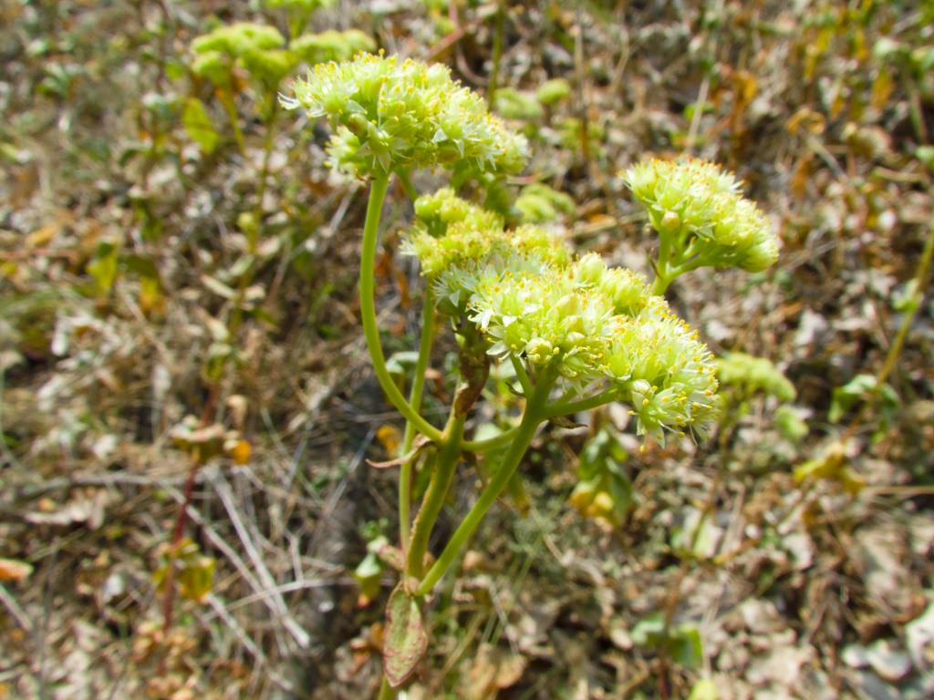 Hylotelephium ruprechtii (Jalas)